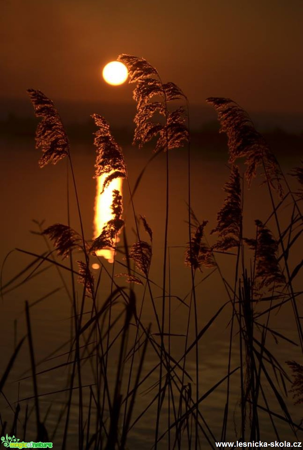 Sluneční svit ve stéblech trávy - Foto Marie Vykydalová (1)