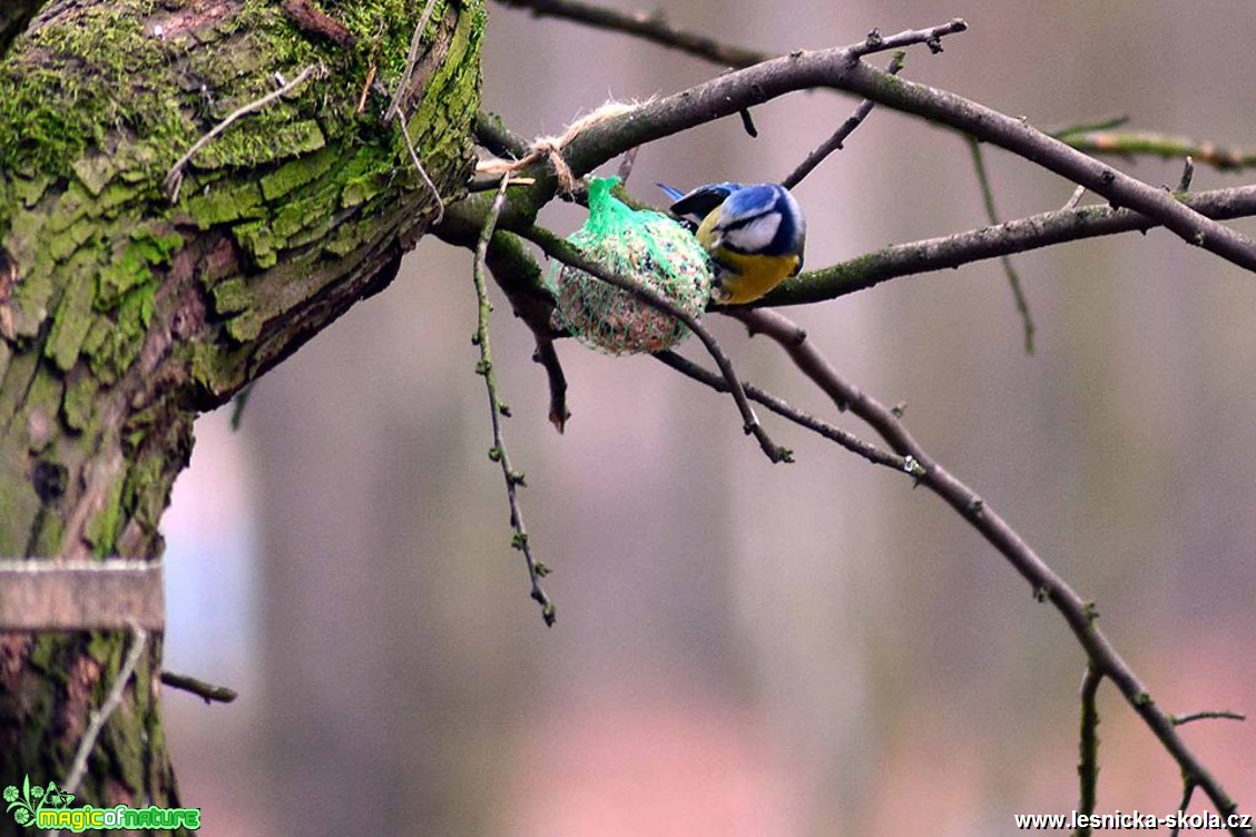 Sýkora modřinka - Parus caeruleus - Foto Pavel Ulrych