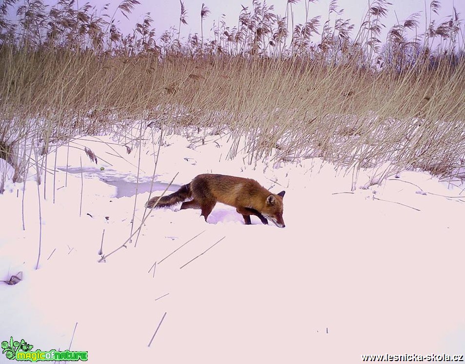 Liška obecná - Vulpes vulpes - Foto Lukáš Málek