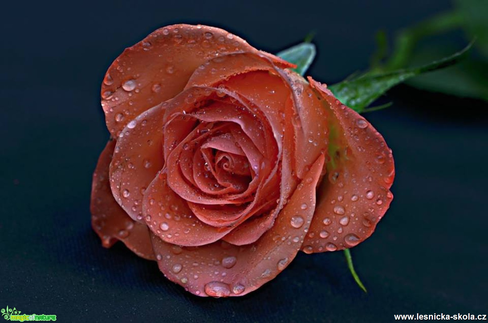 Květy růží - Foto Marie Vykydalová (4)