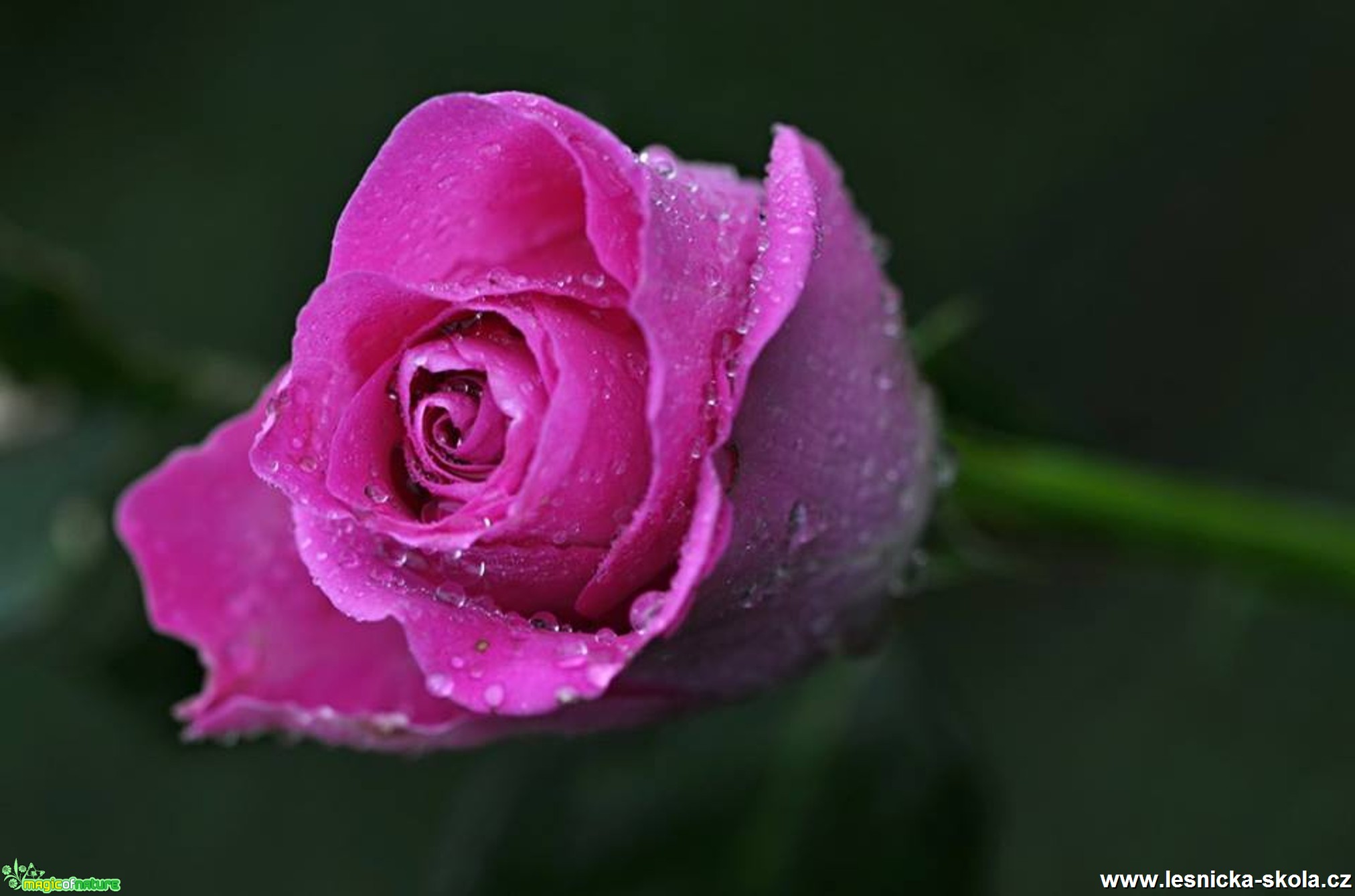 Květy růží - Foto Marie Vykydalová (8)