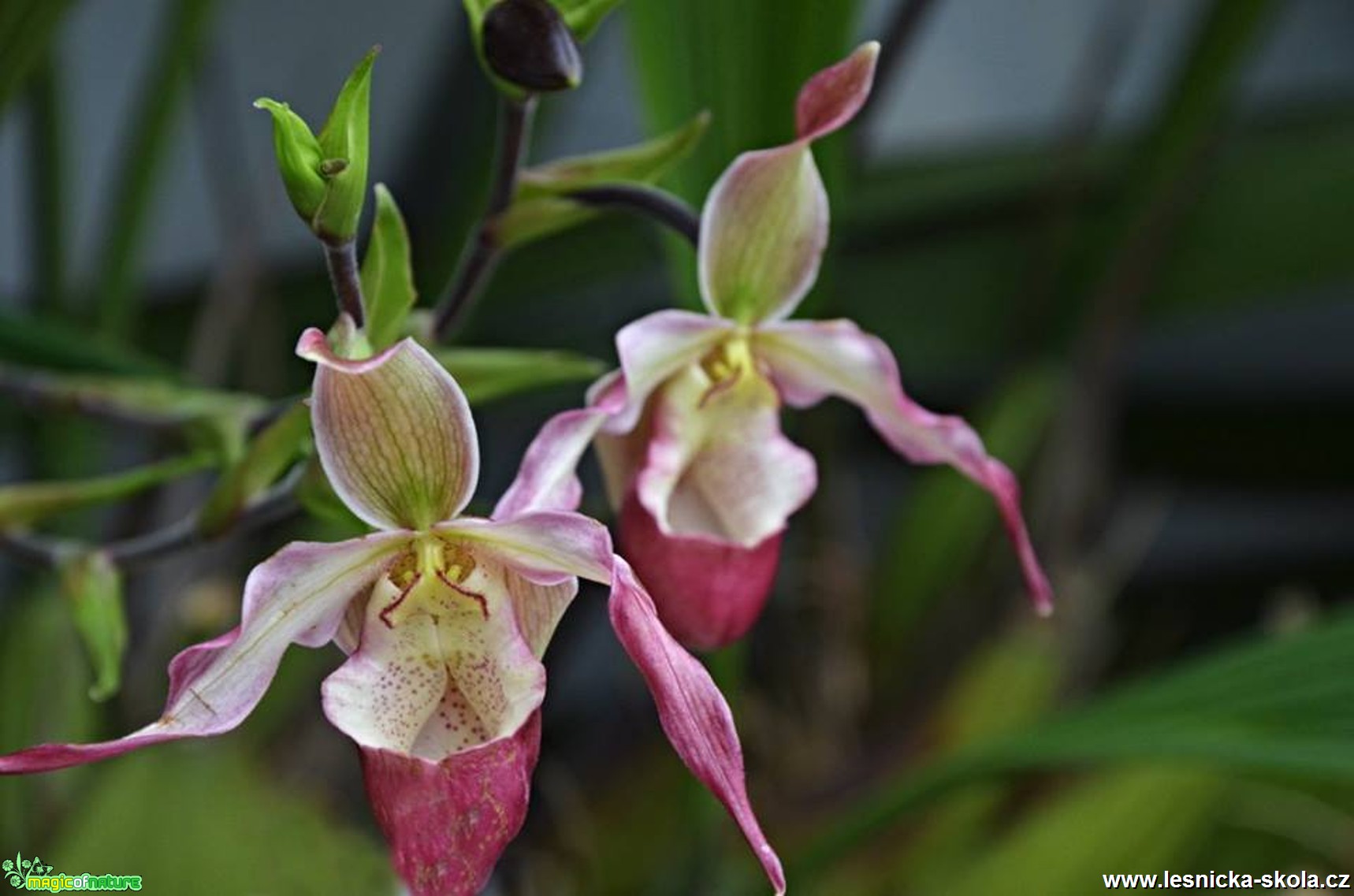 Květy orchidejí - Foto Marie Vykydalová (3)