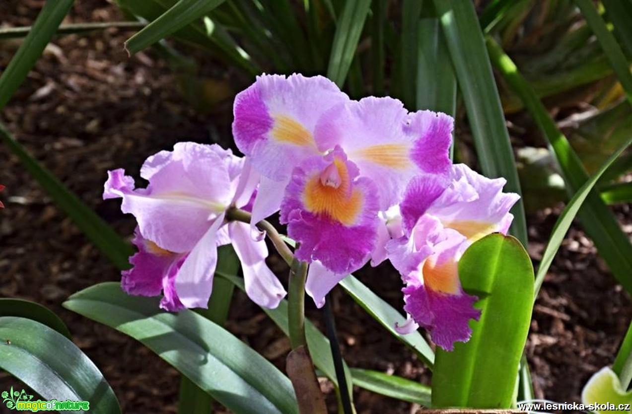 Květy orchidejí - Foto Marie Vykydalová (13)