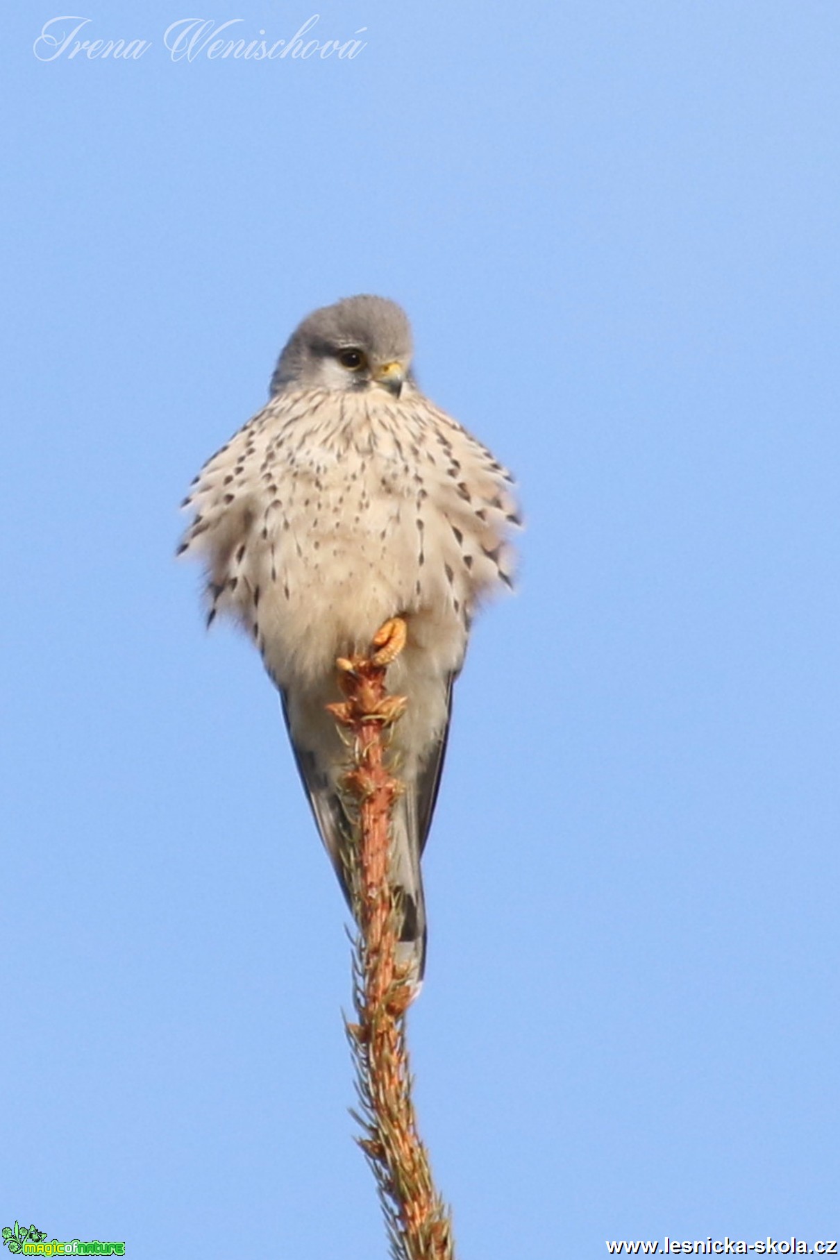 Poštolka obecná - Falco tinnunculus - Foto Irena Wenischová (1)