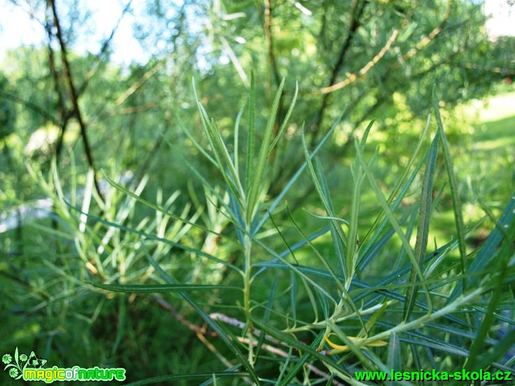Vrba šedá - Salix elaeagnos ´Angustifolia´ - Foto David Hlinka (1)