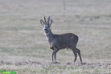 Srnec obecný - Capreolus capreolus - Foto Irena Wenischová (8)