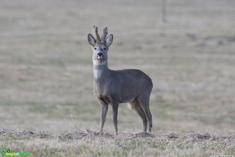 Srnec obecný - Capreolus capreolus - Foto Irena Wenischová (9)