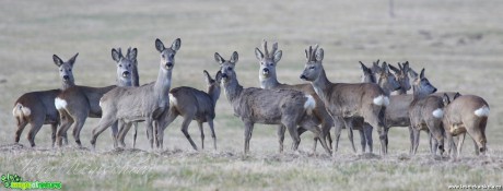 Srnec obecný - Capreolus capreolus - Foto Irena Wenischová (12)