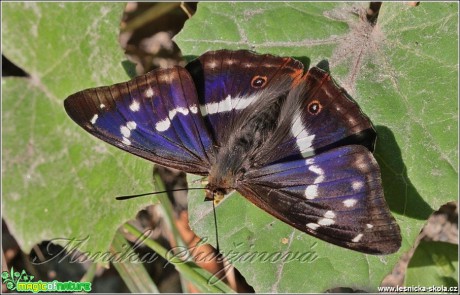 Batolec duhový - Apatura iris - Foto Monika Suržinová