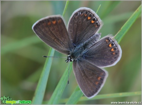 Modrásek jehlicový (samička) - Polyommatus icarus - Foto Monika Suržinová