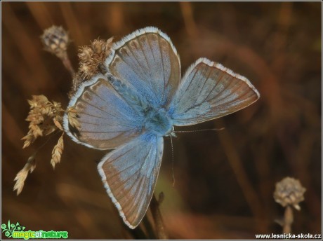Modrásek vikvicový (sameček) - Polyommatus coridon - Foto Monika Suržinová