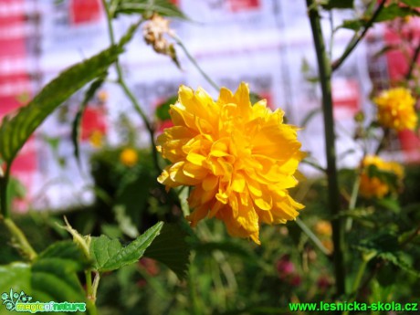 Zákula japonská - Kerria japonica ´Pleniflora´ - Foto David Hlinka