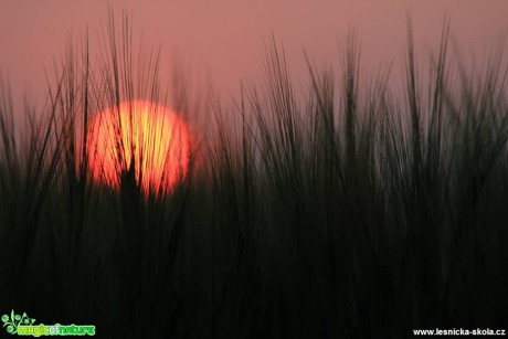 Západ slunce v obilí - Foto Ladislav Jonák