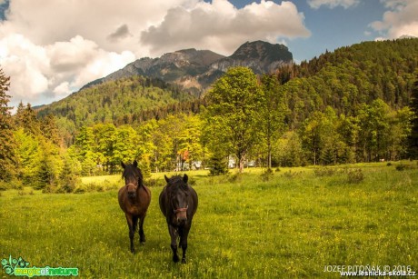 Koně na horách - Foto Jozef Pitoňák (6)
