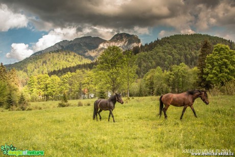 Koně na horách - Foto Jozef Pitoňák (7)