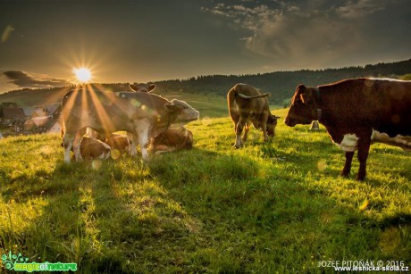 V záři slunce - Foto Jozef Pitoňák (1)