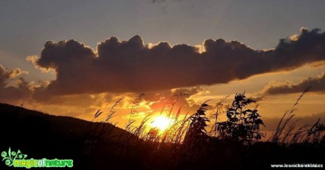 Paprsky slunce v travinách - Foto Jiří Havel