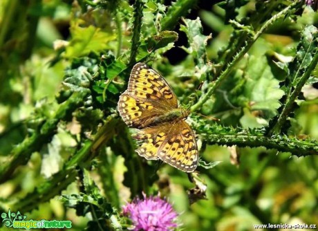 Krása motýlích křídel - Foto Jiří Havel (1)