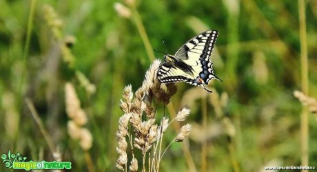 Krása motýlích křídel - Foto Jiří Havel (2)