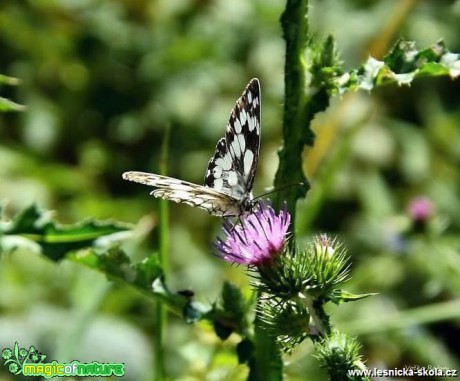 Krása motýlích křídel - Foto Jiří Havel (3)
