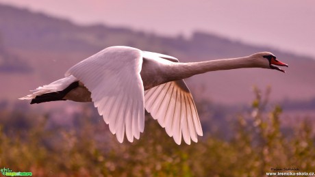 Bílá princezna - Foto Dušan Sedláček