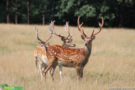 Jelen sika Dybowského - Cervus nippon dybowski - Foto František Novotný