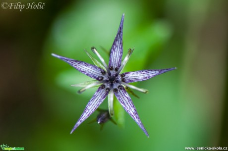 Kropenáč vytrvalý - Swertia perennis - Foto Filip Holič (2)