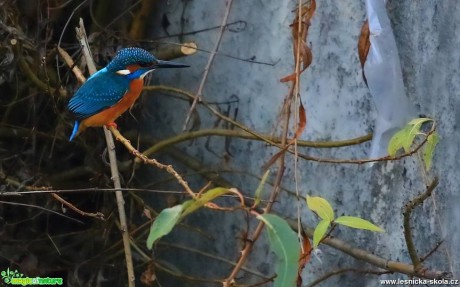 Ledňáček říční - Alcedo atthis - Foto Pavel Balazka (1)