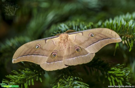 Martináč dubový - Antheraea yamamai - Foto Filip Holič