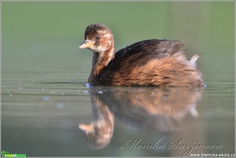 Potápka malá (mládě) - Tachybaptus ruficollis - Foto Monika Suržinová