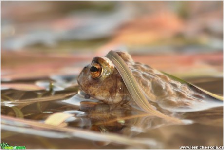 Ropucha obecná - Bufo bufo - Foto Monika Suržinová