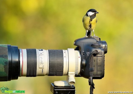 Sýkora koňadra - Parus major - Foto Pavel Balazka (1)