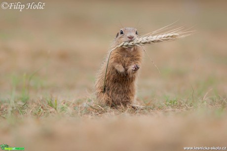 Sysel obecný - Spermophilus citellus - modelka - Foto Filip Holič