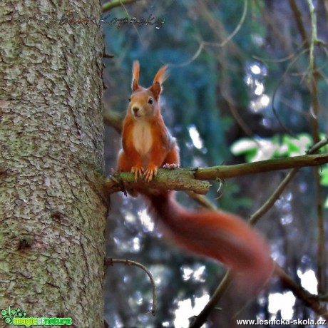 Veverka obecná - Sciurus vulgaris - Foto Robert Kopecký (1)