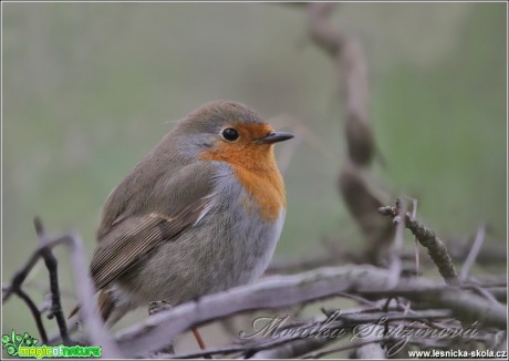 Červenka obecná - Erithacus rubecula - Foto Monika  Suržinová (2)