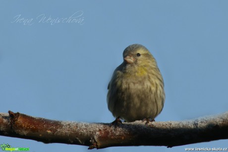 Čížek lesní (samice)- Carduelis spinus - Foto Irena Wenischová