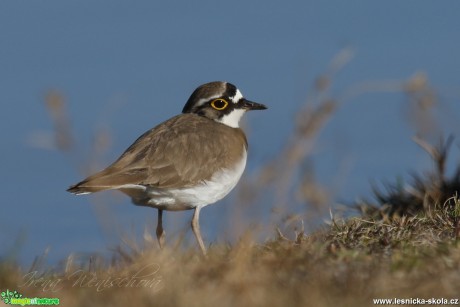 Kulík říční - Charadrius dubius - Foto Irena Wenischová (1)