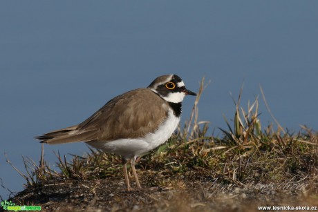 Kulík říční - Charadrius dubius - Foto Irena Wenischová (2)