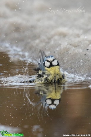 Sýkora modřinka - Cyanistes caeruleus - Foto Irena Wenischová (19)