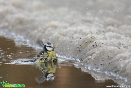 Sýkora modřinka - Cyanistes caeruleus - Foto Irena Wenischová (20)