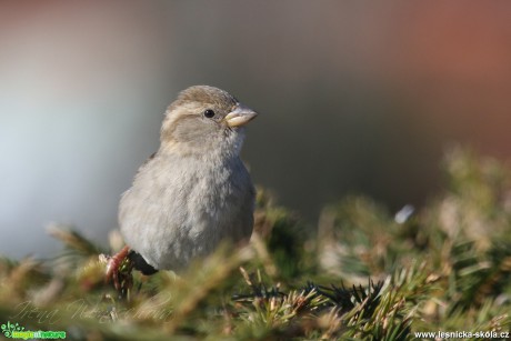 Vrabec domácí (samice) - Passer domesticus - Foto Irena Wenischová (1)