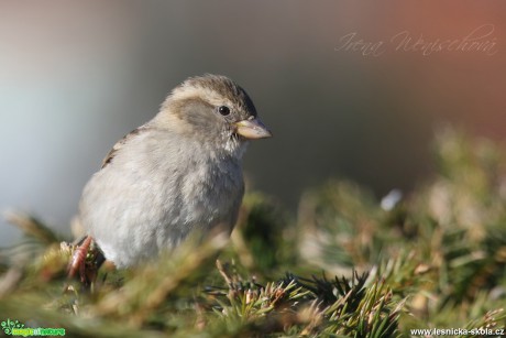 Vrabec domácí (samice) - Passer domesticus - Foto Irena Wenischová (2)
