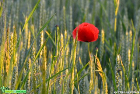 Kouzlo květů - Foto Lída Burešová (1)