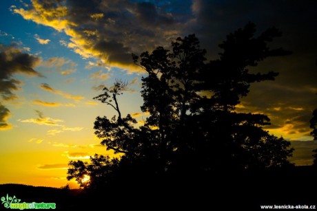 Západ slunce v korunách stromů - Foto David Hlinka