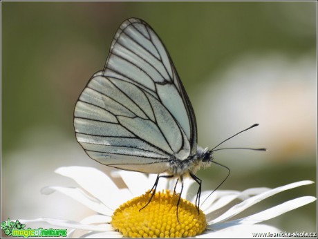 Bělásek ovocný - Aporia crataegi - Foto Monika Suržinová