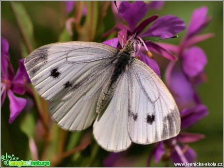 Bělásek řepkový - Pieris napi - Foto Monika Suržinová