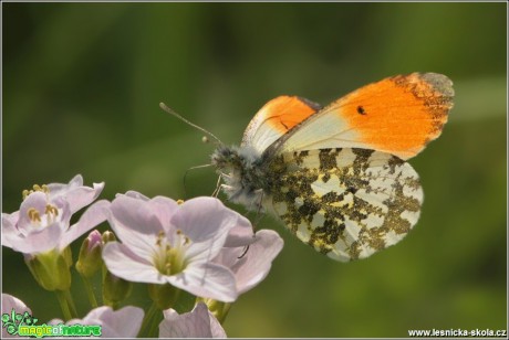 Bělásek řeřichový - Anthocharis cardamines - Foto Monika Suržinová