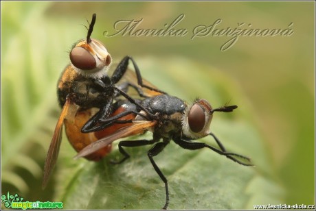 Hbitěnka plošticová - Gymnosoma rotundatum - Foto Monika Suržinová