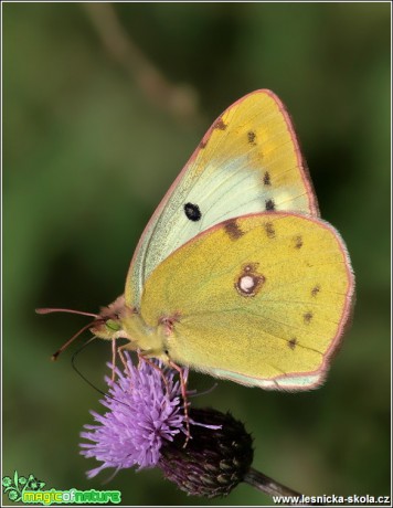 Žluťásek čičorečkový - Colias hyale - Monika Suržinová