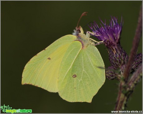 Žluťásek řešetlákový - Gonepteryx rhamni - Foto Monika Suržinová